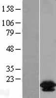 BCL2L2 Human Over-expression Lysates NM_004050