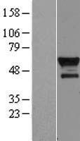 BCL3 Human Over-expression Lysates NM_005178