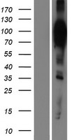 HCN2 Human Over-expression Lysates NM_001194