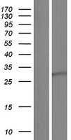 ls000627 bdnf human over expression lysates nm 001143809 wb testing 16
