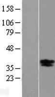 ls000627 bdnf human over expression lysates nm 170733 wb testing 5