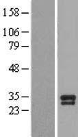 ls000627 bdnf human over expression lysates nm 170734 wb testing 6