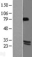 ls000627 bdnf human over expression lysates nm 170735 wb testing 1