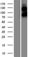 Filensin (BFSP1) Human Over-expression Lysates NM_001195