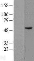 ls000642 blmh human over expression lysates nm 000386 wb testing 1