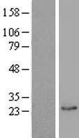 BLVRB Human Over-expression Lysates NM_000713