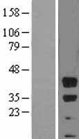ls000648 bmi1 human over expression lysates nm 005180 wb testing 1