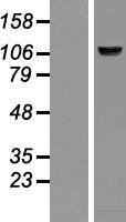 BMP1 Human Over-expression Lysates NM_006129