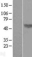 BMP4 Human Over-expression Lysates NM_001202