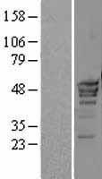 ls000661 polr3d human over expression lysates nm 001722 wb testing 1