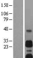 BNIP3 Human Over-expression Lysates NM_004052