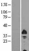 BNIP3L Human Over-expression Lysates NM_004331