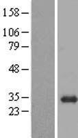 BPGM Human Over-expression Lysates NM_199186