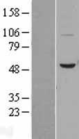 BPI Human Over-expression Lysates NM_001725