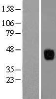 ls000677 tis11b zfp36l1 human over expression lysates nm 004926 wb testing 1