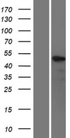 ls000688 klf5 human over expression lysates nm 001730 wb testing 1