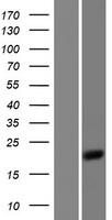 BTF3 Human Over-expression Lysates NM_001037637