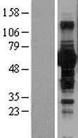 BTN1A1 Human Over-expression Lysates NM_001732