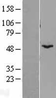 BYSL Human Over-expression Lysates NM_004053