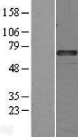 SERPING1 Human Over-expression Lysates NM_000062