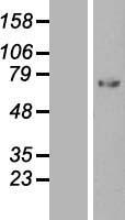 SERPING1 Human Over-expression Lysates NM_001032295