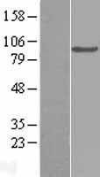 C2 Human Over-expression Lysates NM_000063