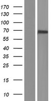C2 Human Over-expression Lysates NM_001145903