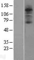 C3AR1 Human Over-expression Lysates NM_004054