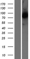 Calpain 5 (CAPN5) Human Over-expression Lysates NM_004055