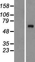 ls000731 complement c8a c8a human over expression lysates nm 000562 wb testing 1