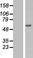 ls000734 osgin2 human over expression lysates nm 004337 wb testing 1