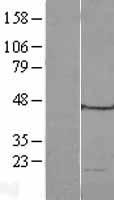 ls000740 mrpl49 human over expression lysates nm 004927 wb testing 1