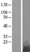 ls000746 c11orf10 tmem258 human over expression lysates nm 014206 wb testing 1