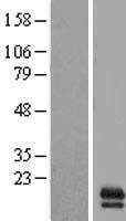 ls000750 gas8 as1 human over expression lysates nm 001214 wb testing 1