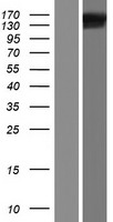 FMNL1 Human Over-expression Lysates NM_005892
