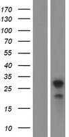 C18orf1 (LDLRAD4) Human Over-expression Lysates NM_004338