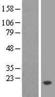 ls000757 tmem50b human over expression lysates nm 006134 wb testing 1