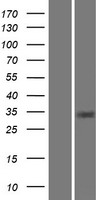 ls000767 ca8 human over expression lysates nm 004056 wb testing 1