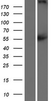 CACNA1F Human Over-expression Lysates NM_005183