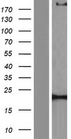 ls000779 cacna1s human over expression lysates nm 000069 wb testing 1