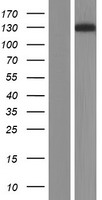 ls000781 cacna2d1 human over expression lysates nm 000722 wb testing 1