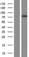 ls000783 cacnb2 human over expression lysates nm 000724 wb testing 1