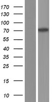 ls000783 cacnb2 human over expression lysates nm 201590 wb testing 6