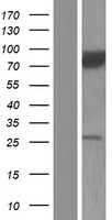 ls000783 cacnb2 human over expression lysates nm 201596 wb testing 3