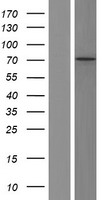 ls000783 cacnb2 human over expression lysates nm 201597 wb testing 8