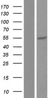 ls000785 cacnb4 human over expression lysates nm 001005746 wb testing 2