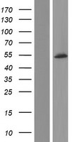 ls000785 cacnb4 human over expression lysates nm 001145798 wb testing 4