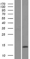 ls000797 cgrp calcb human over expression lysates nm 000728 wb testing 1