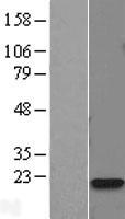 ls000805 calmodulin calm2 human over expression lysates nm 001743 wb testing 1