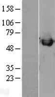 Calreticulin (CALR) Human Over-expression Lysates NM_004343